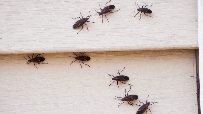 boxelder bugs colony