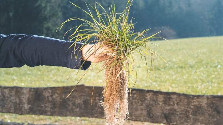 How To Spot The Difference Between These Two Popular Lawn Weeds