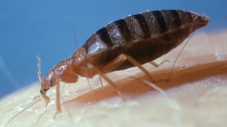 Bed bug or tick pest