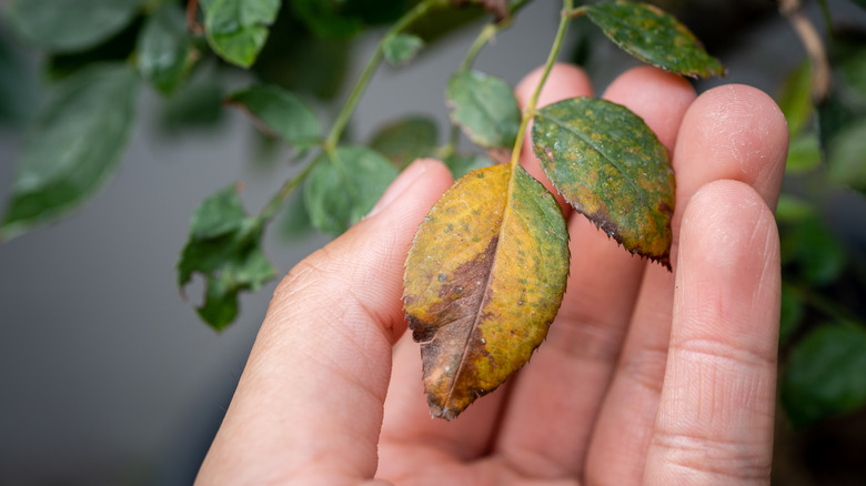 Close-up of hand holding yellowing leaves on a rose bush