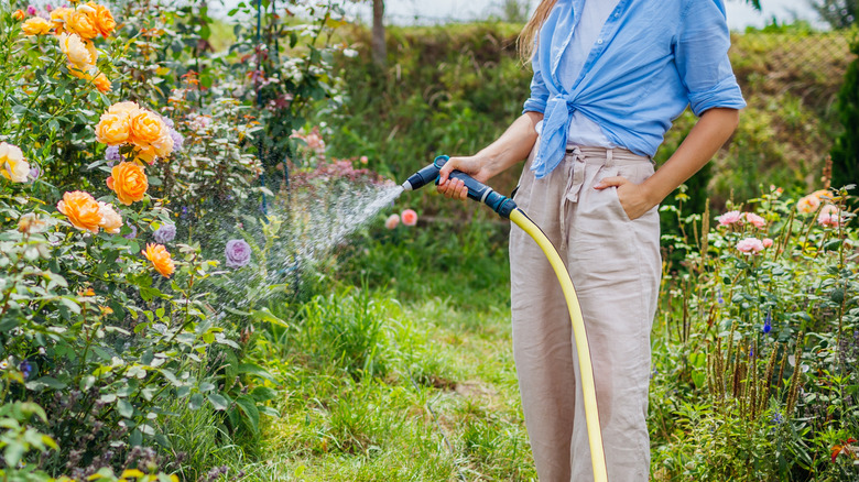 Person watering apricot rose bush with a hose