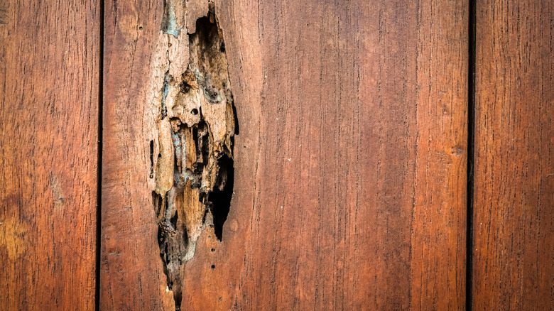 A hole in a wall caused by termites eating the wood.