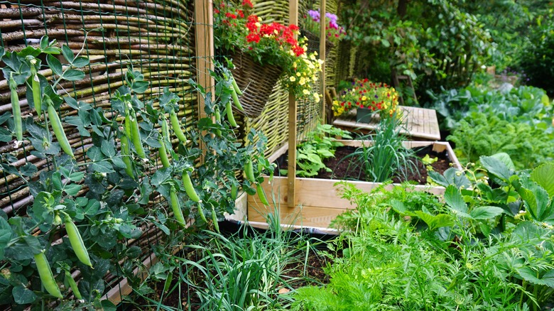 vegetable and flower garden