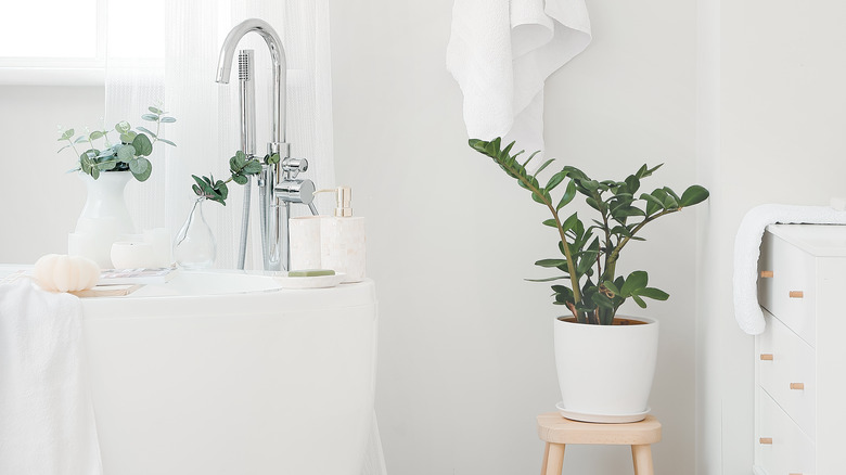 plants in bathroom