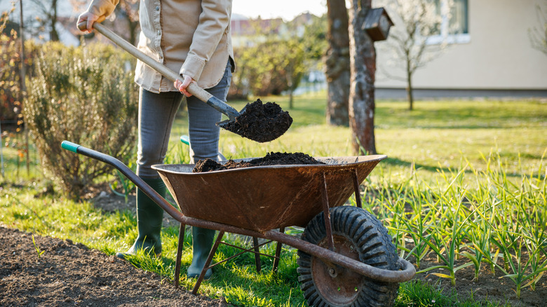 Person shoveling compost out of a wheelbarrow into a garden bed.