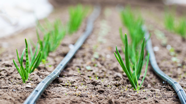 Drip irrigation lines in a garden.