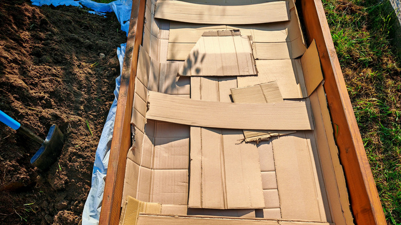 Cardboard sheets placed inside wooden raised bed for weed suppression.