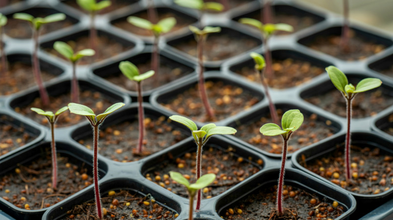 Rows of tiny green seedlings in plastic grow pots.