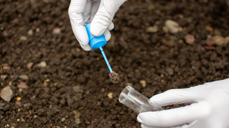 Researcher collecting soil sample in a test tub.
