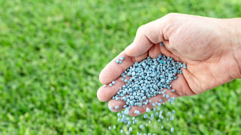 Close-up of hand spreading npk fertilizer granules on lawn.