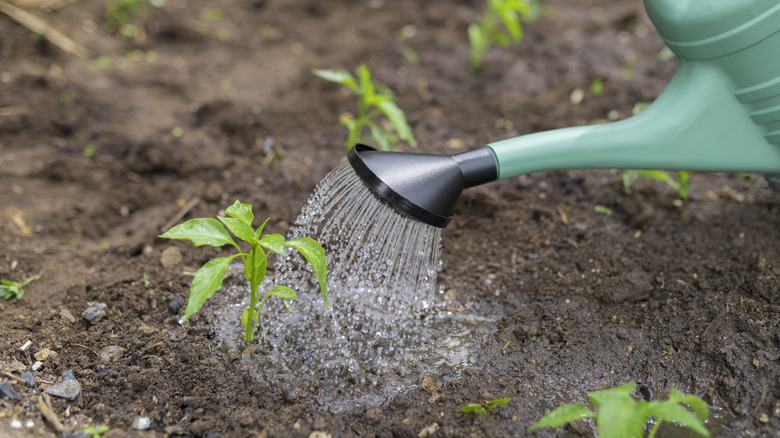 Young vegetable garden plants being watered via a watering can.