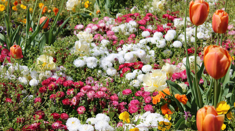 Flowers crowded together in a garden.