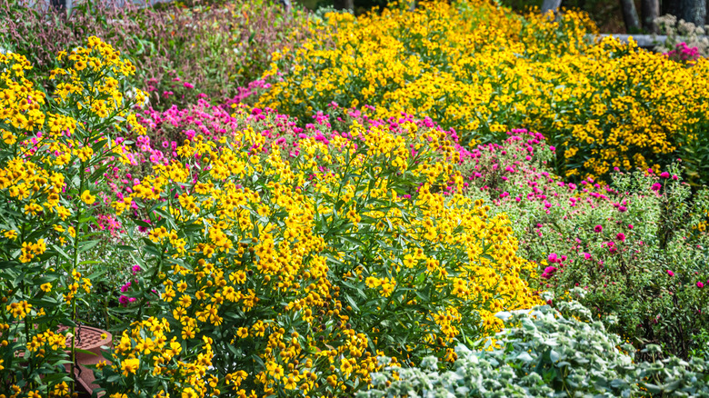 Pink asters bloom behind yellow sneezeweed and mountain mint in a native pollinator garden.