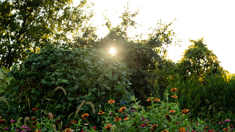 Sunset over garden green beans with colorful zinnia flowers.