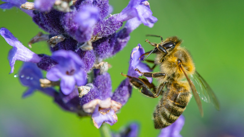 bee gathers pollen off lavender