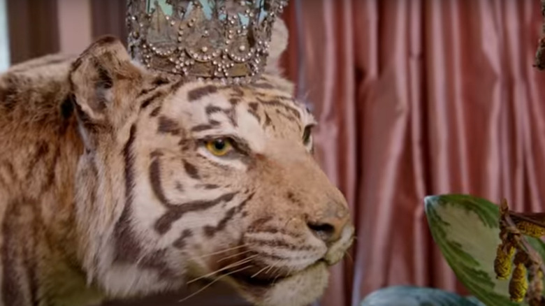 tiger taxidermy