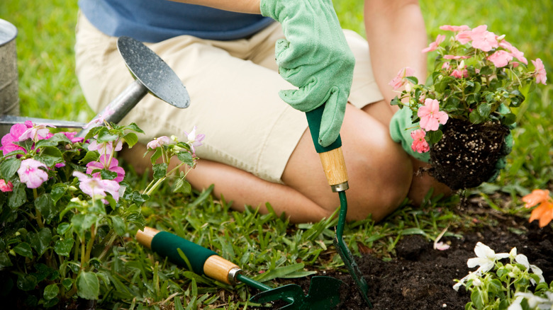 A woman is planting flowers in a bed with a grassy border