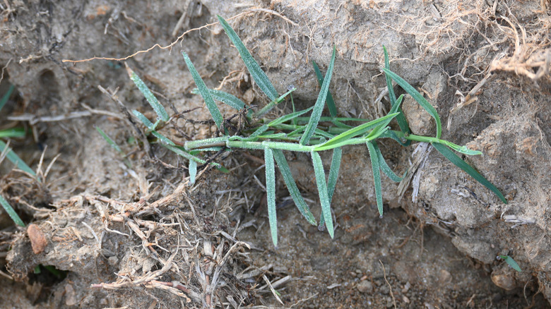 Tilled Bermudgrass is surrounded by dying root systems