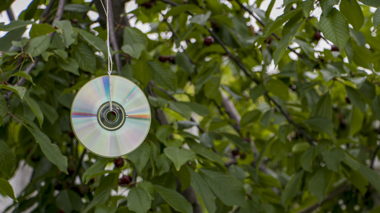 A CD hanging from a tree to scare birds in a garden