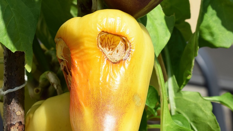 Damaged yellow pepper and plant
