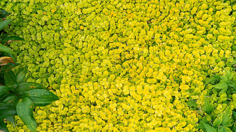 Creeping Jenny, growing in mulch.