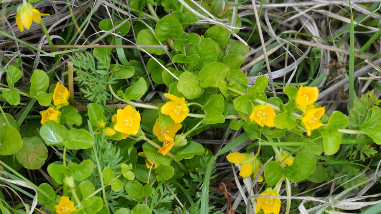 Creeping Jenny with flowers growing low to the ground.