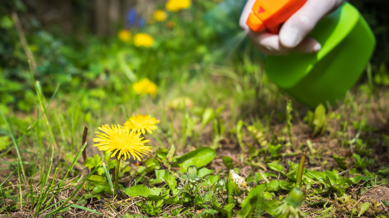 Spraying herbicide on dandelions in lawn
