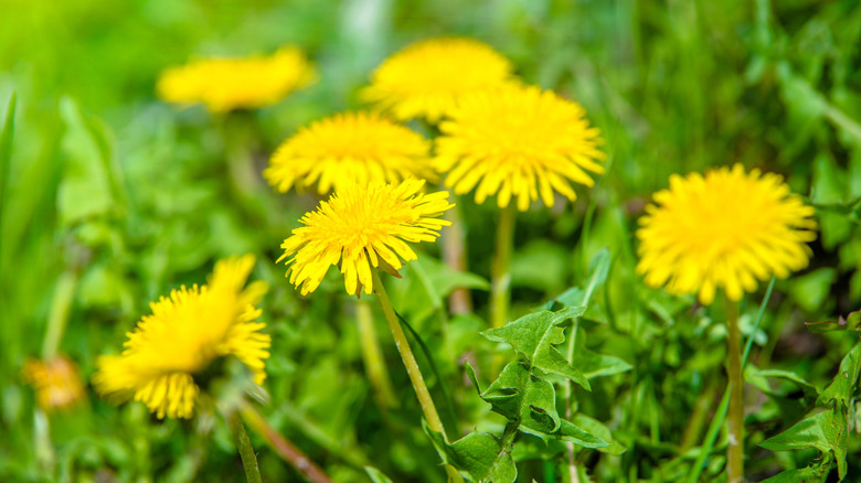 Close-up of dandelions blooming in grass