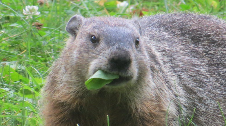 Groundhog in garden