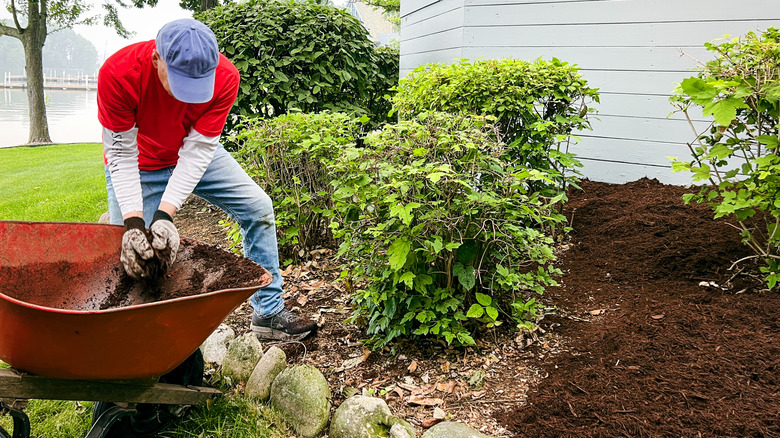 A man applies mulch to a plant bed near a house from a wheelbarrow.