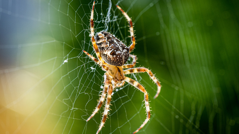 Spider in a web