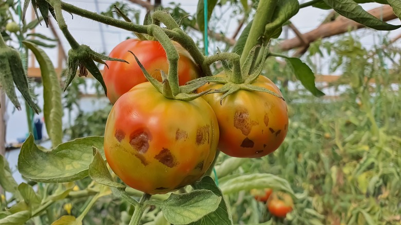 Tomatoes with blight lesions