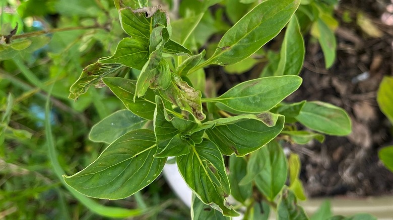 Wilted basil leaves