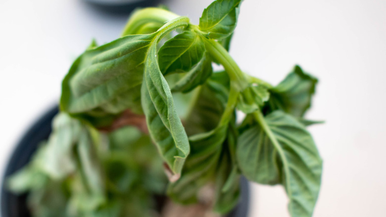 Infected basil leaves