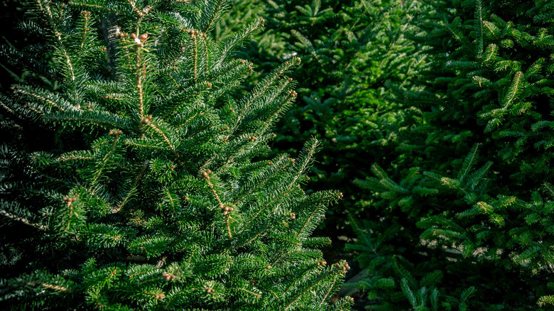 Real Christmas tree pine needles
