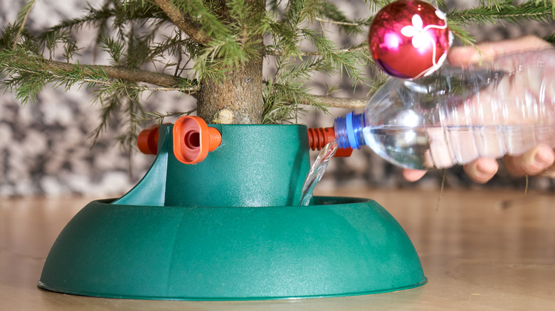 Person watering live Christmas tree