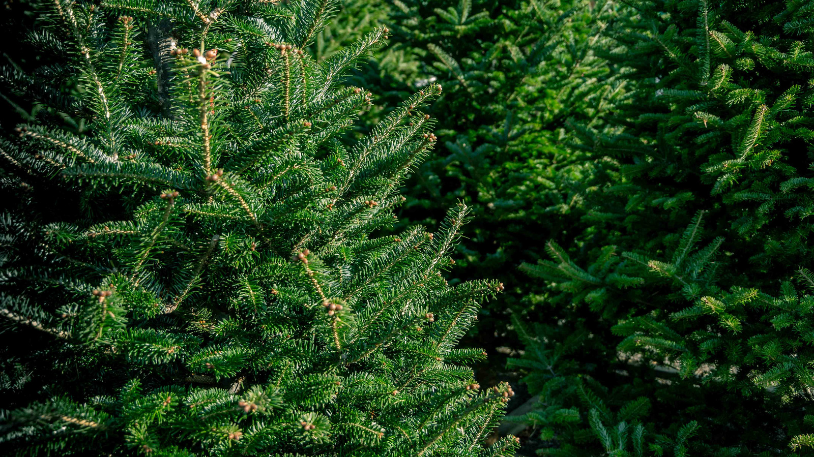 How To Stop Your Christmas Tree From Dropping Needles