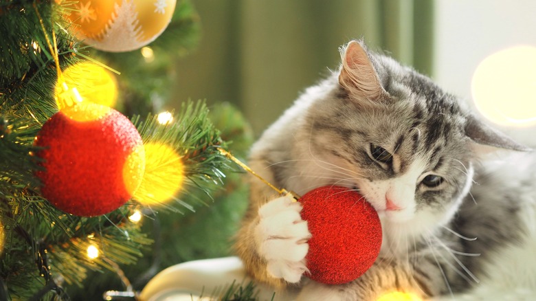 Cat chewing on Christmas ornament