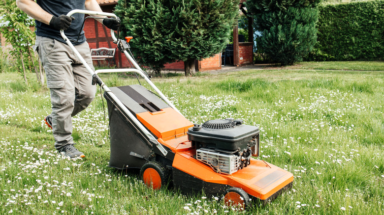 person mowing a clover lawn
