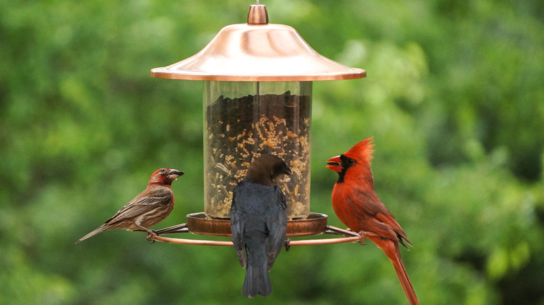 Birds eating from feeder