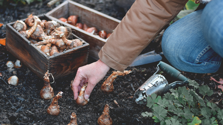 Gardener planting bulbs