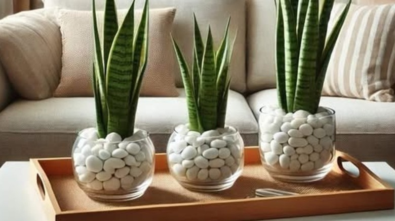 Three glass bowls with large white pebbles holding snake plants and sitting on a wooden tray on a coffee table