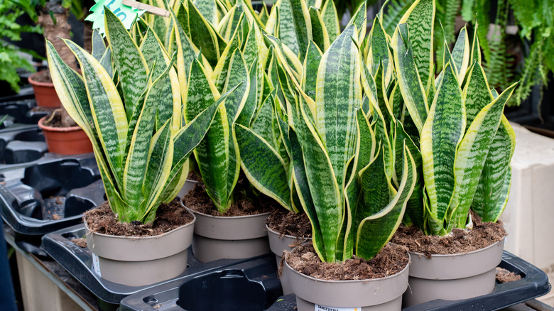 A collection of snake plants in pots for sale at a garden center.