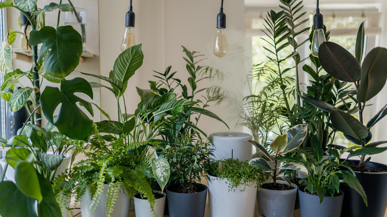 potted indoor houseplants with lights