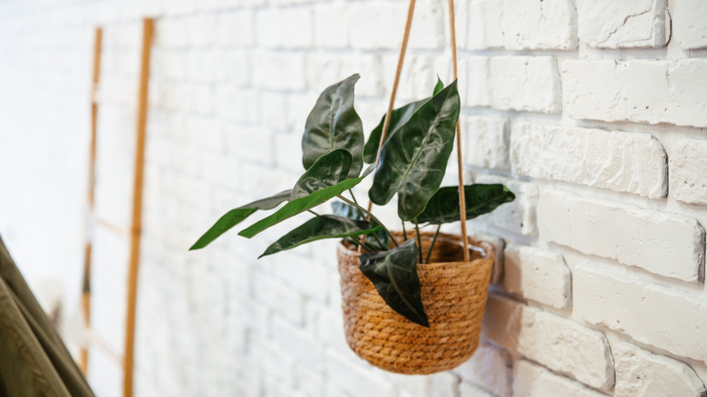 plant in a basket hanging from a wall