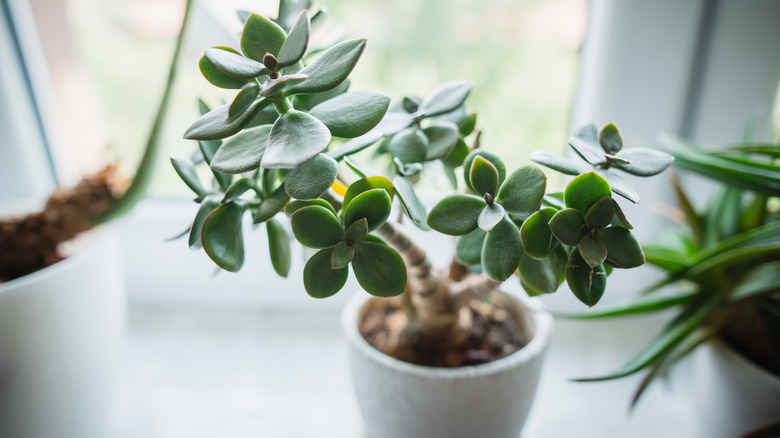 Jade plant in window