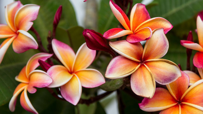 Bright frangipani flowers