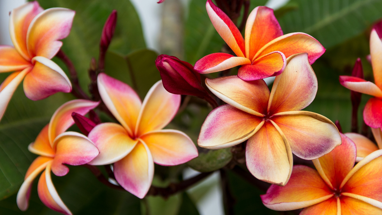 How To Successfully Care For And Grow A Plumeria Plant