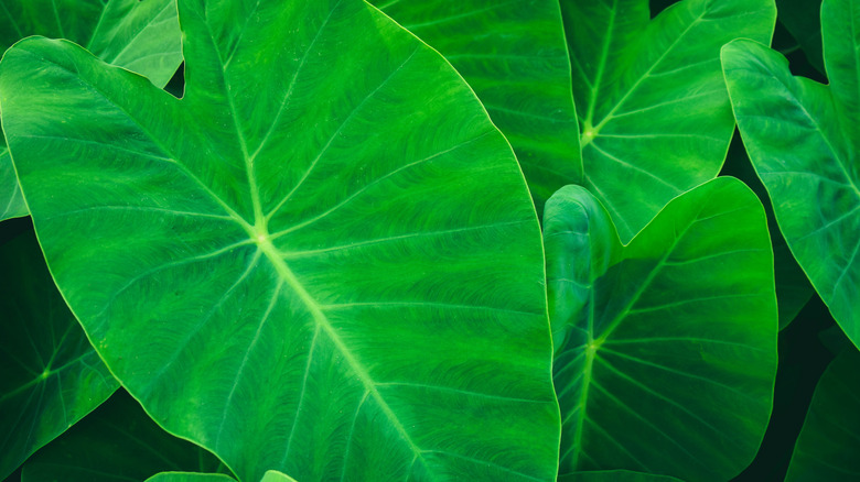 elephant ear plant leaves