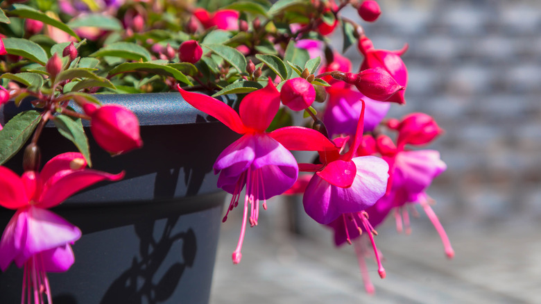 pink and purple fuchsia in pot